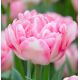 Tulipa - Foxtrot