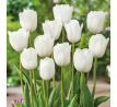 Tulipa - Royal Virgin