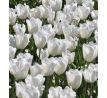 Tulipa - Royal Virgin