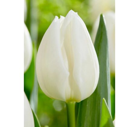Tulipa - Royal Virgin