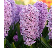 Hyacinthus - Splendid Cornelia