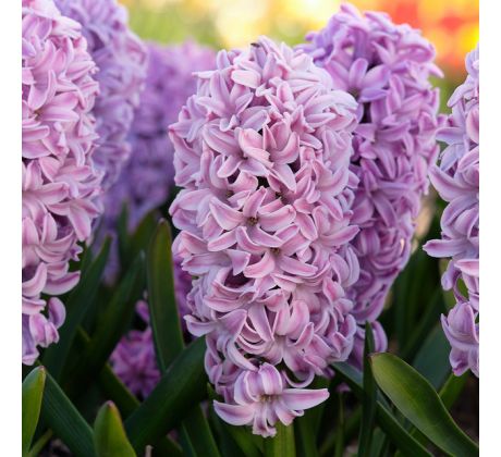 Hyacinthus - Splendid Cornelia