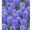 Hyacinthus - Blue Jacket