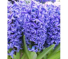 Hyacinthus - Blue Jacket