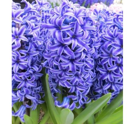 Hyacinthus - Blue Jacket