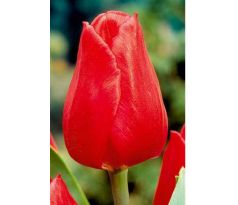 Tulipa - Christmas Carol