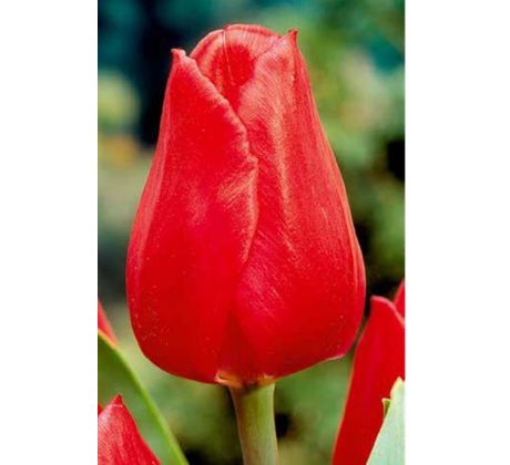 Tulipa - Christmas Carol