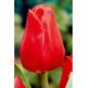 Tulipa - Christmas Carol