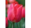 Tulipa - Christmas Carol