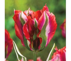 Tulipa - Esperanto