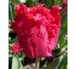 Tulipa - Barbados