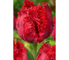 Tulipa - Barbados