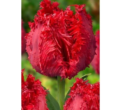 Tulipa - Barbados