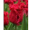 Tulipa - Barbados