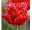 Tulipa - Barbados