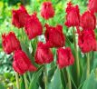 Tulipa - Barbados