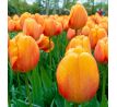 Tulipa - Blushing Apeldoorn