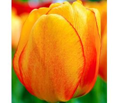 Tulipa - Blushing Apeldoorn