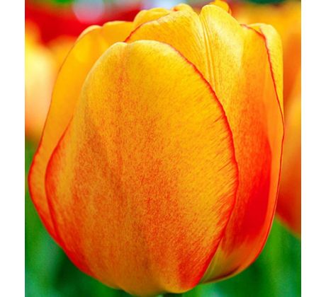 Tulipa - Blushing Apeldoorn