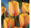 Tulipa - Blushing Apeldoorn