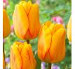 Tulipa - Blushing Apeldoorn