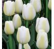 Tulipa - Angels Wish