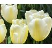 Tulipa - Angels Wish