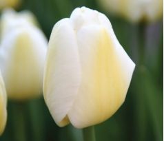 Tulipa - Angels Wish