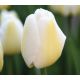 Tulipa - Angels Wish