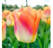 Tulipa - Sunrise Dynasty