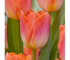 Tulipa - Sunrise Dynasty