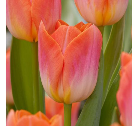 Tulipa - Sunrise Dynasty