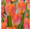 Tulipa - Sunrise Dynasty