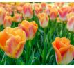Tulipa - Sunrise Dynasty