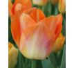 Tulipa - Sunrise Dynasty
