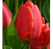 Tulipa - Parade