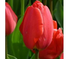 Tulipa - Parade