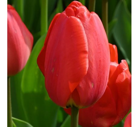 Tulipa - Parade