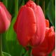 Tulipa - Parade