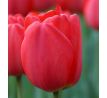 Tulipa - Parade