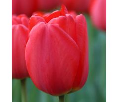 Tulipa - Parade