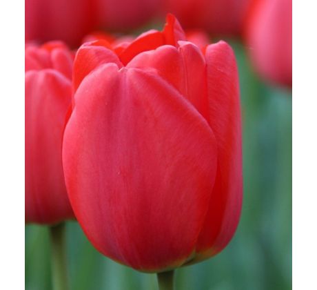 Tulipa - Parade