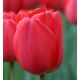 Tulipa - Parade