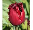 Tulipa - Labrador