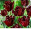Tulipa - Labrador
