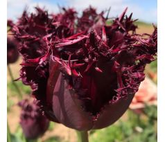 Tulipa - Labrador