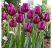 Tulipa - Bullit