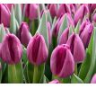 Tulipa - Bullit