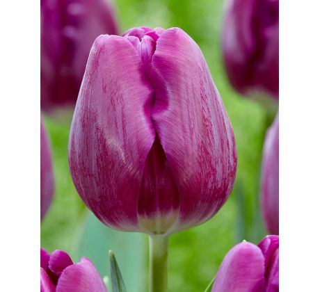 Tulipa - Bullit