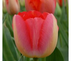 Tulipa - Judith Leyster
